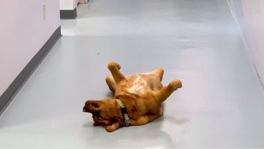 Puddle, the “hardest working” dog in aviation